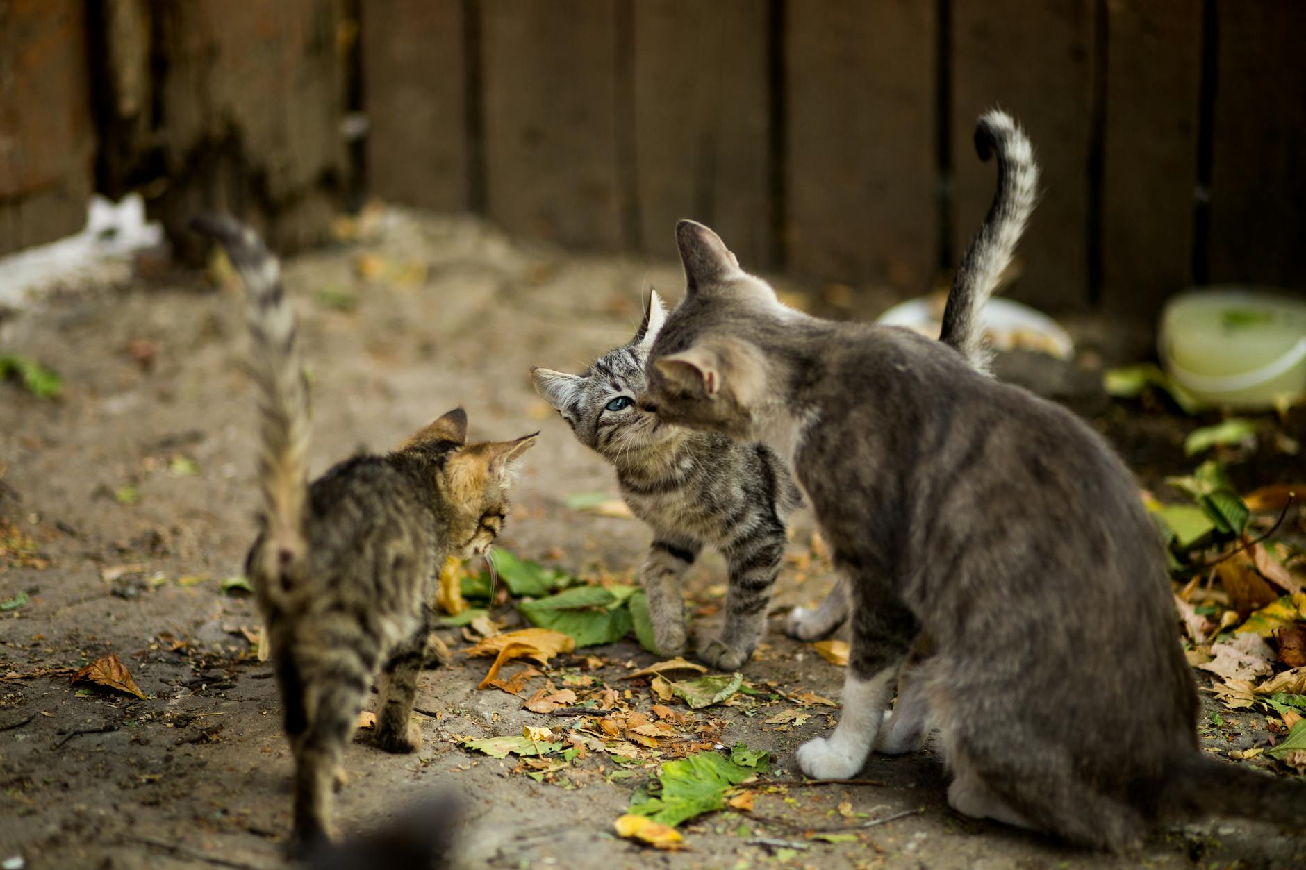 Gatos en la calle