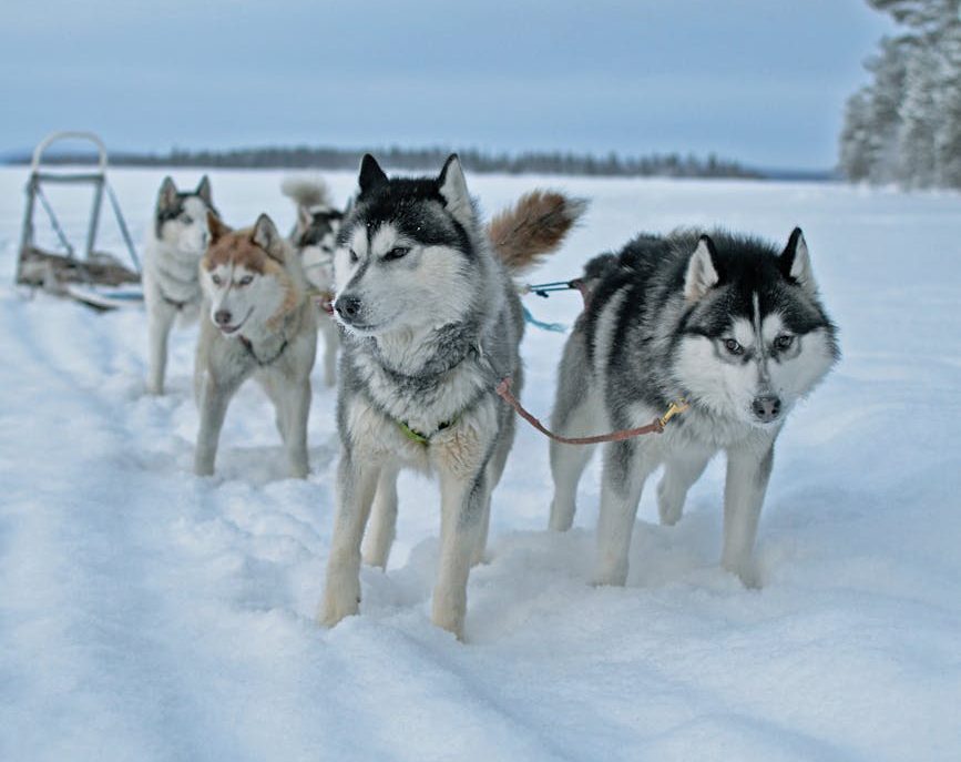 Una perra embarazada muere durante la carrera de trineos más famosa de Alaska