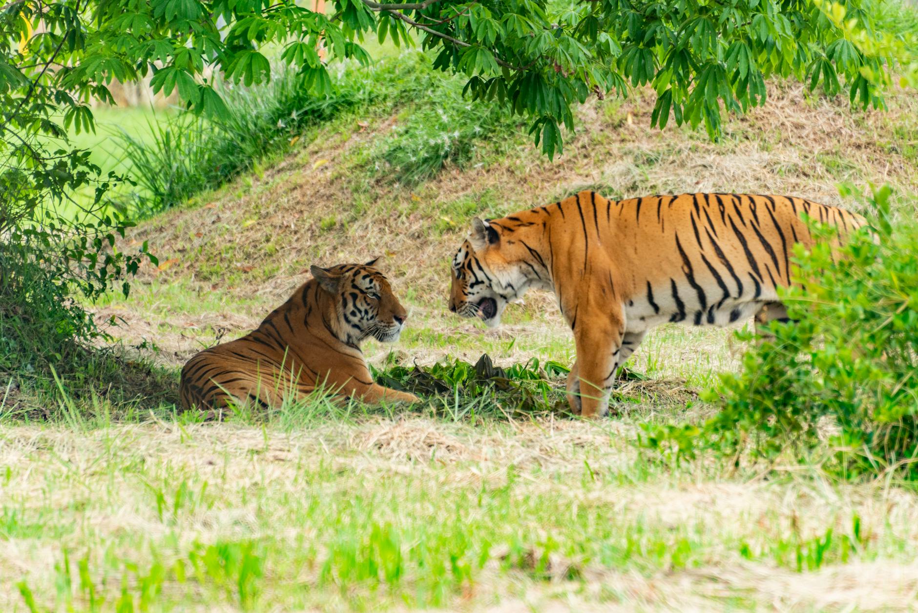 Los dos últimos tigres utilizados en circos de Eslovaquia ya están en un santuario