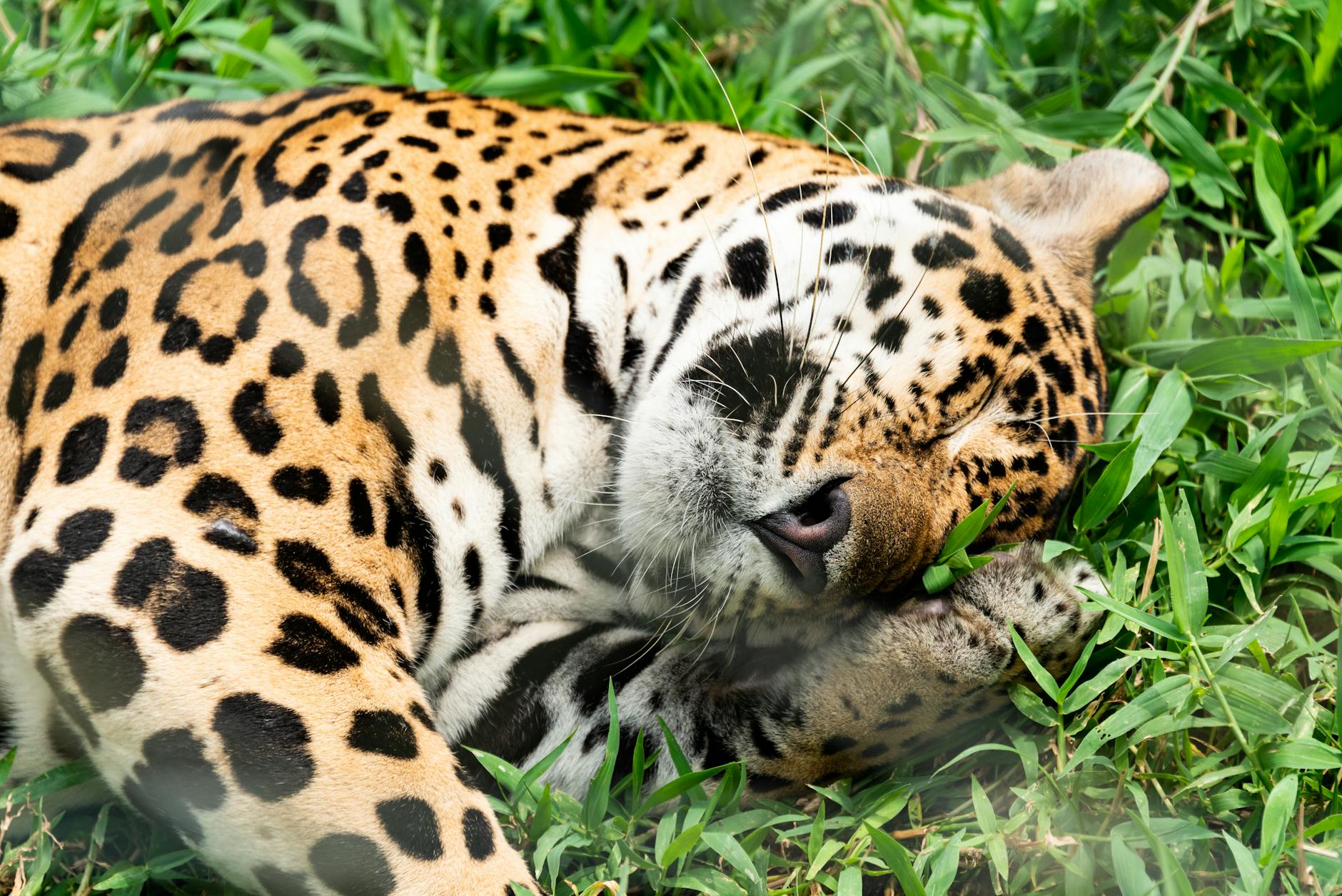 Xamã: la historia de un jaguar superviviente de los incendios del Amazonas