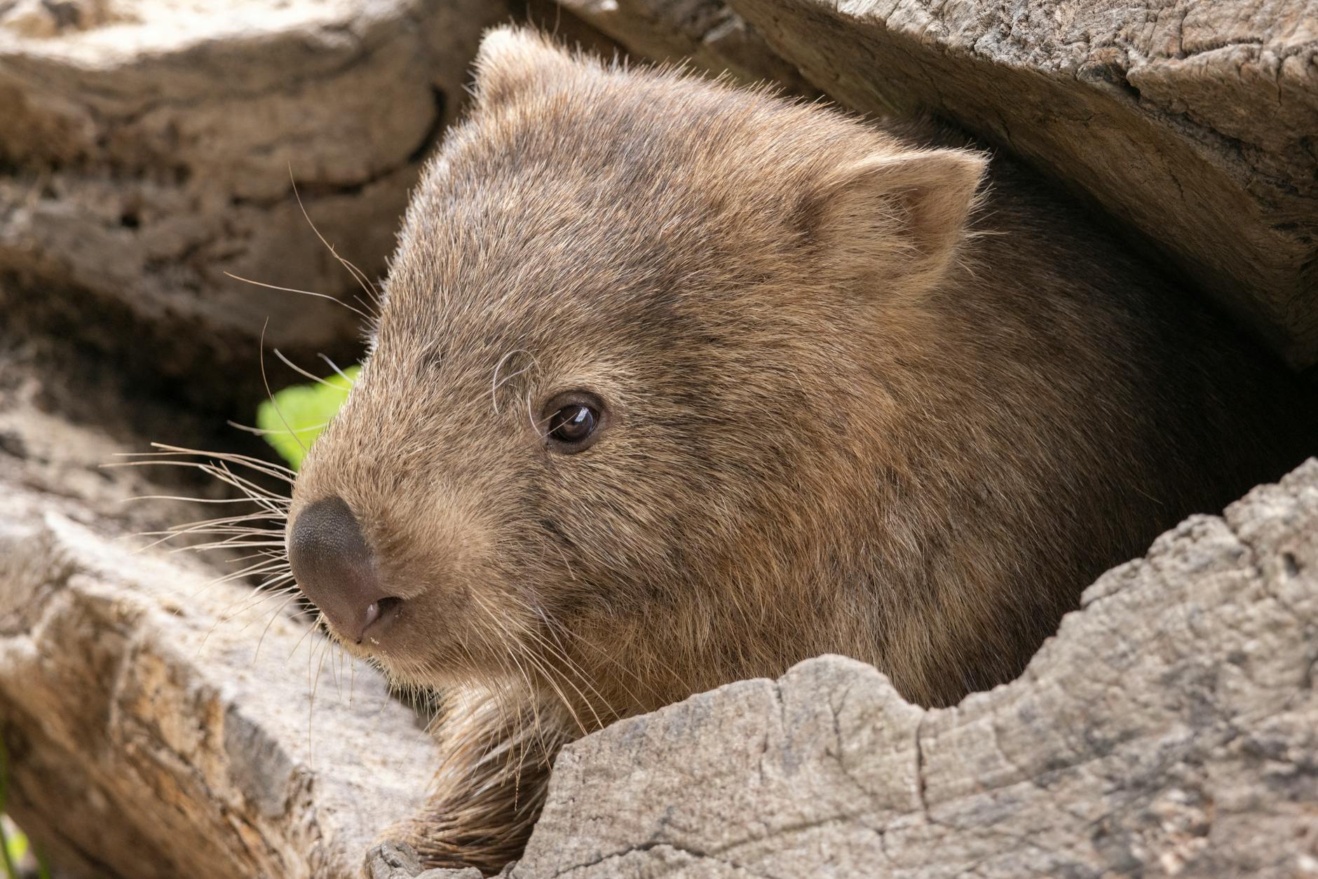 Indignación en Australia después de que una influencer capturara a una cría de wombat para mostrarla en redes