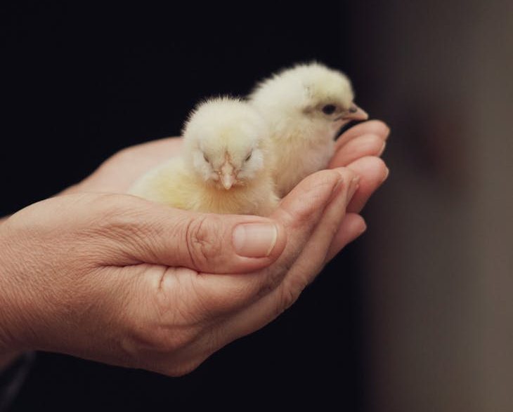 Países Bajos prohibirá la matanza de pollitos macho en 2026