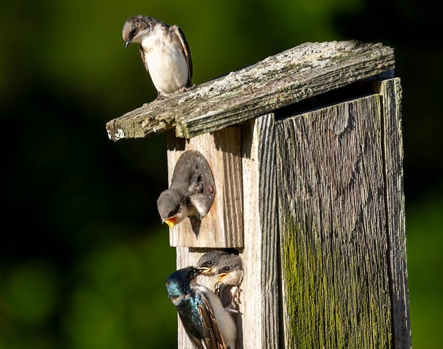 Instalemos cajas nido, no pinchos