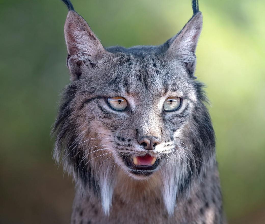 Cuenca y Palencia suman nuevas poblaciones de lince ibérico