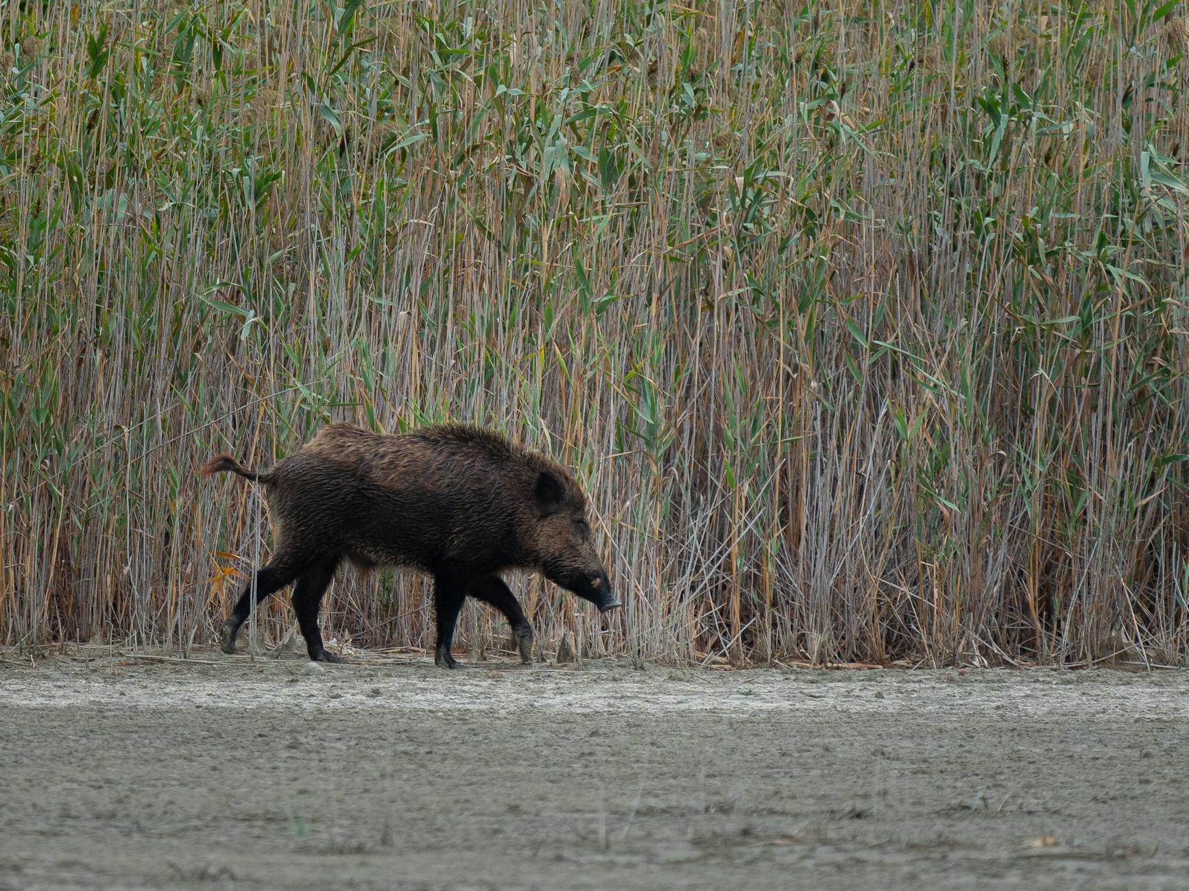 Animalistas de Alzira (Valencia) tildan de «lamentable» la gestión del Ayuntamiento en el control de jabalís y palomas