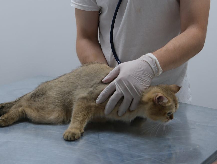 Gato en el veterinario