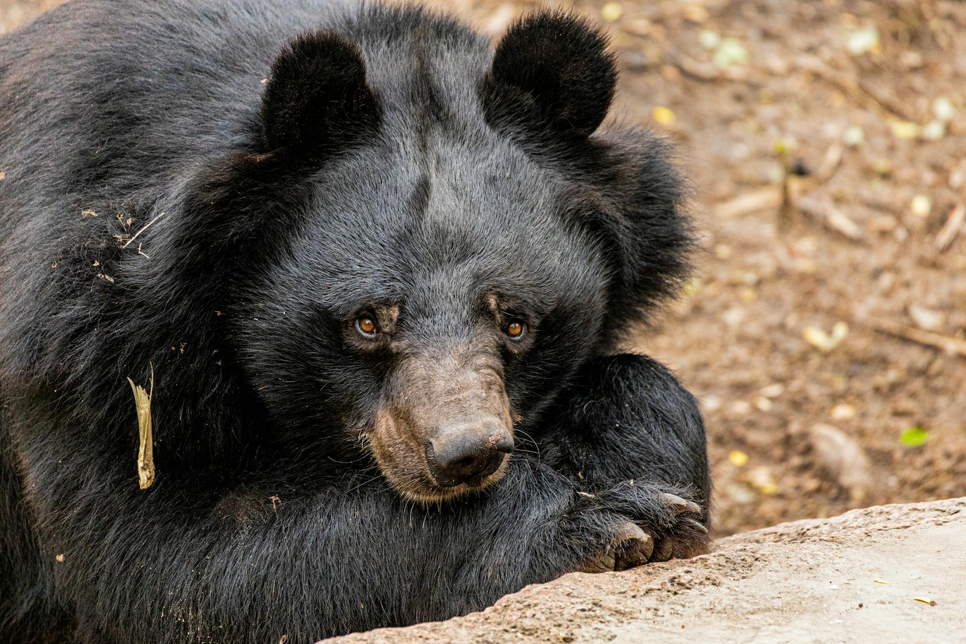 Rescatado un oso en Pakistán tras haber sido utilizado en decenas de peleas