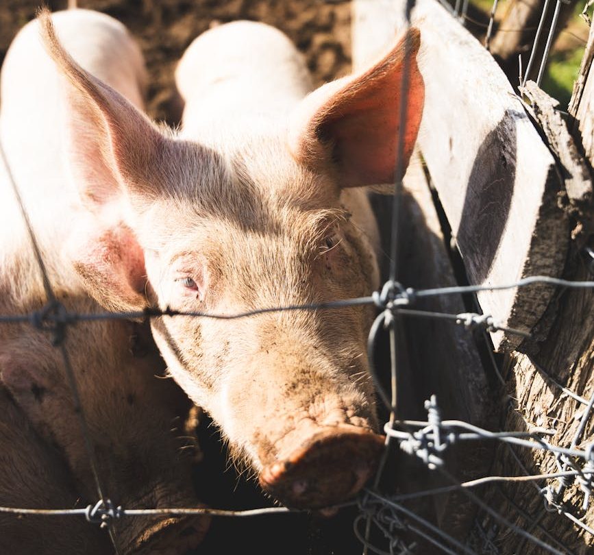 Agricultura retrasa un año la adaptación de las granjas porcinas a la normativa de bienestar animal europea