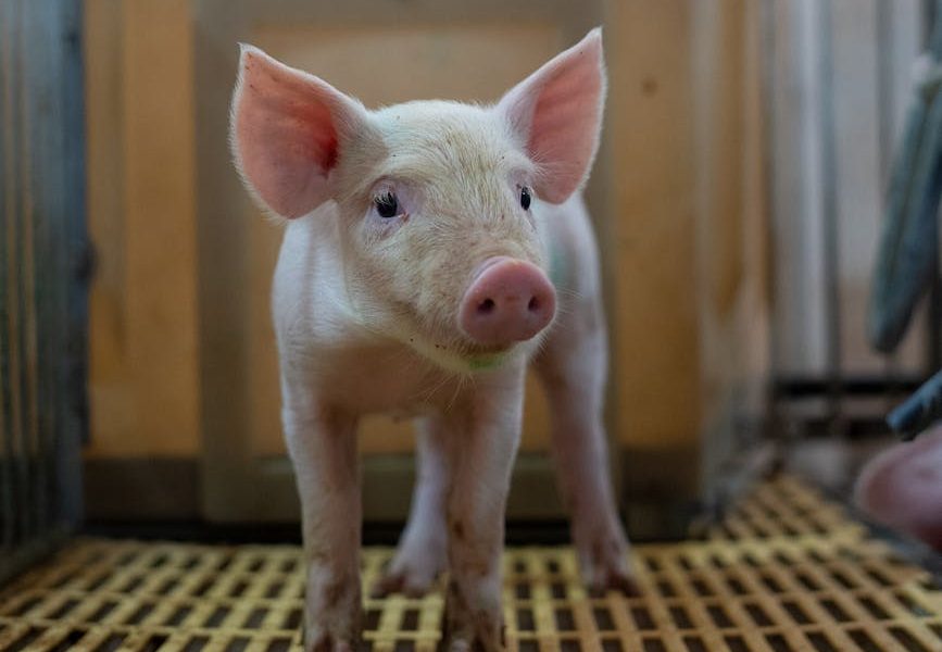 Cerdo en una granja