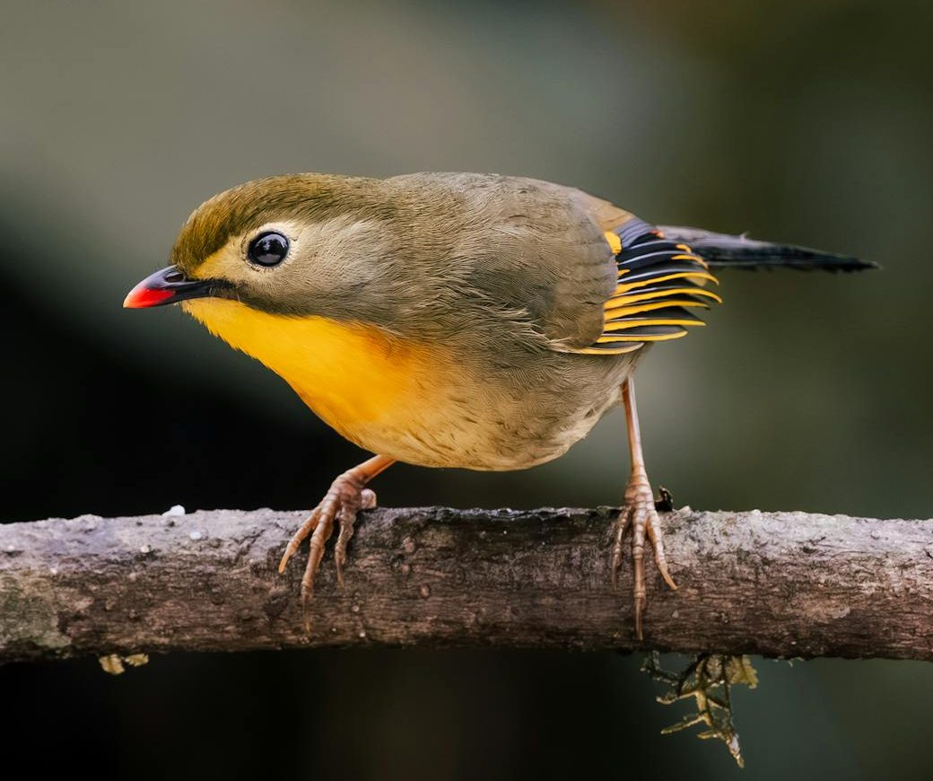 Pájaro en una rama de árbol