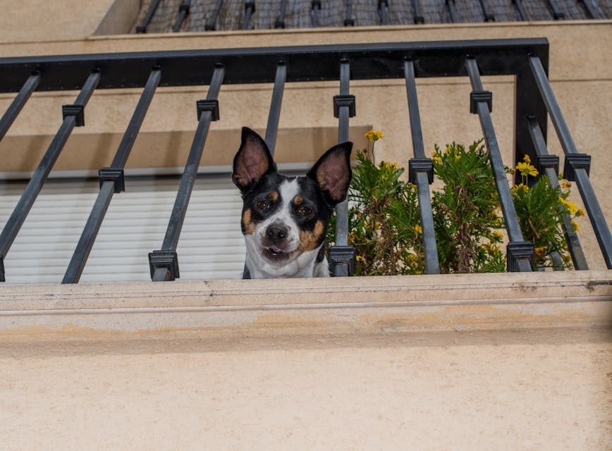 Rescatado en Badalona un perro tras meses encerrado en un balcón