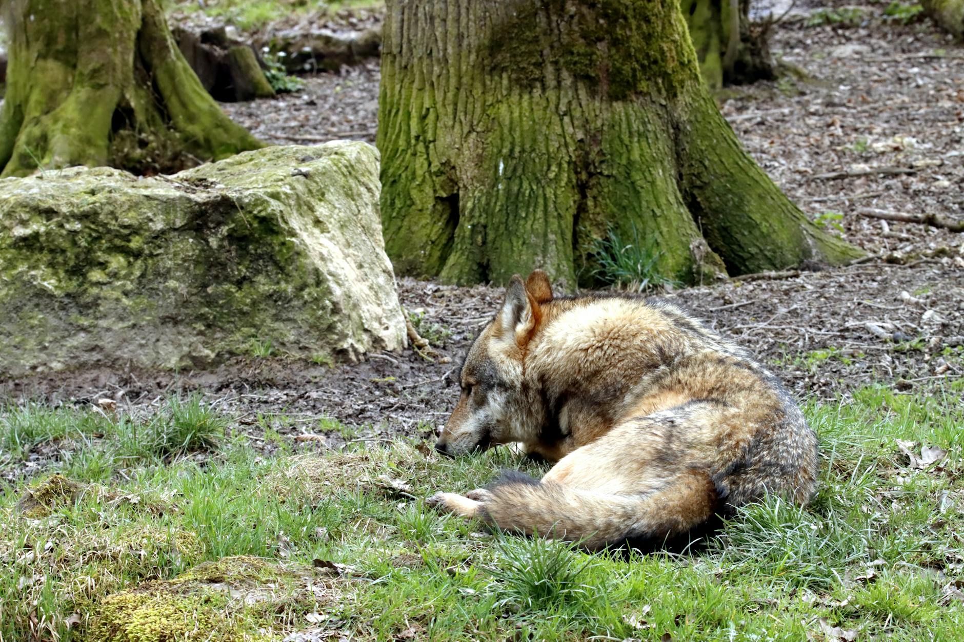 WWF llevará a los tribunales a las autonomías que autoricen la caza de lobos