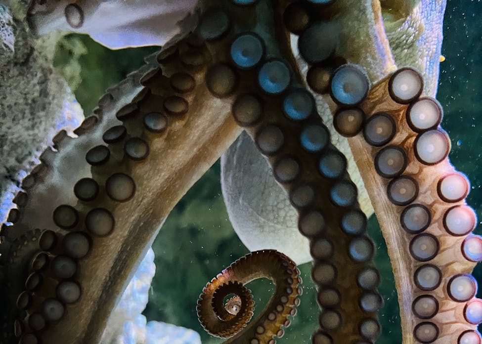 La amenaza de las granjas de pulpos continúa en Galicia