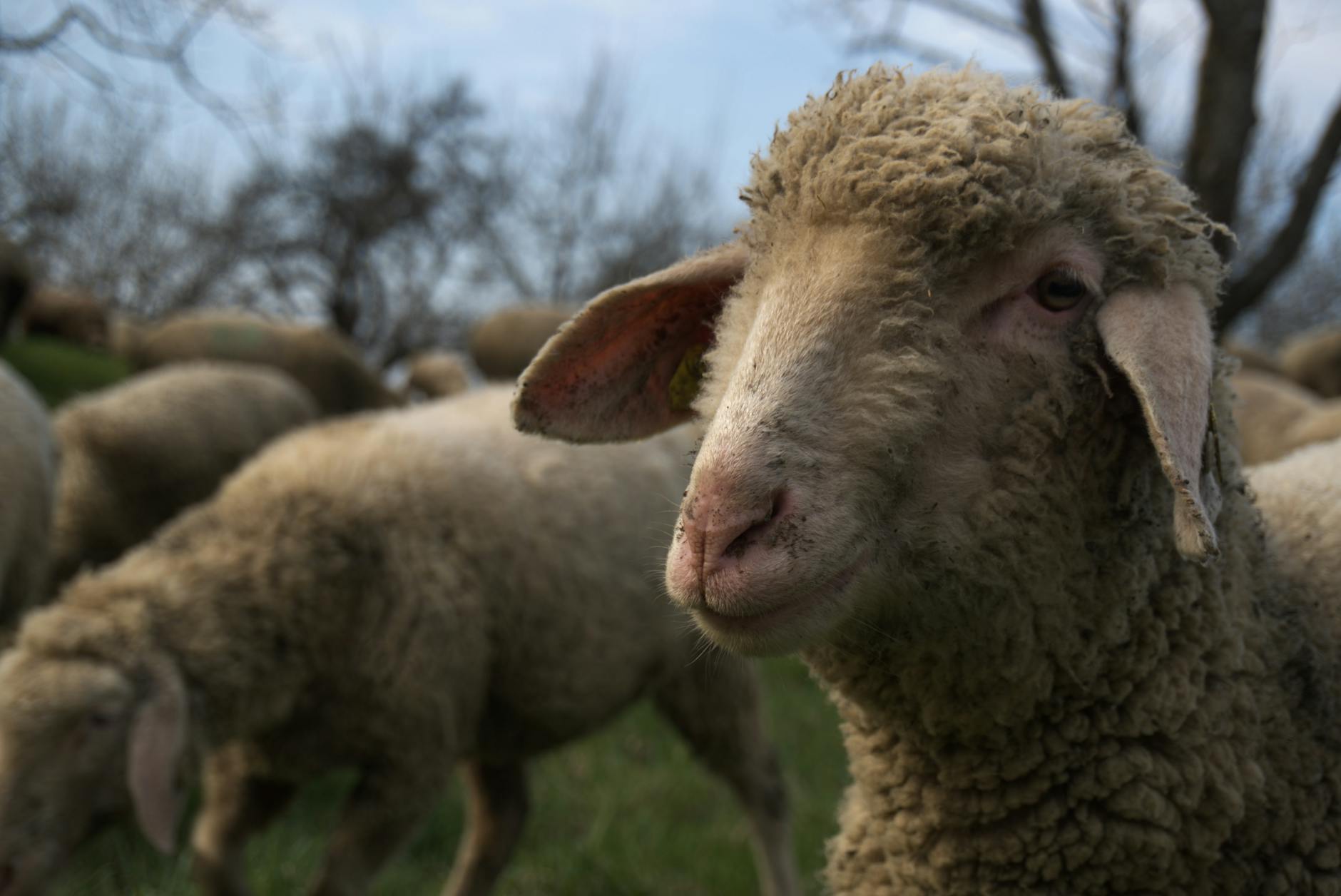 Detectado el primer caso de gripe aviar en una oveja