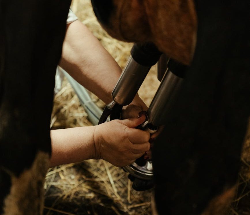 Más de la mitad de los británicos desconocen que las vacas deben ser madres para producir leche