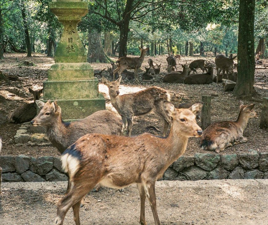 Ciervos del Parque de Nara