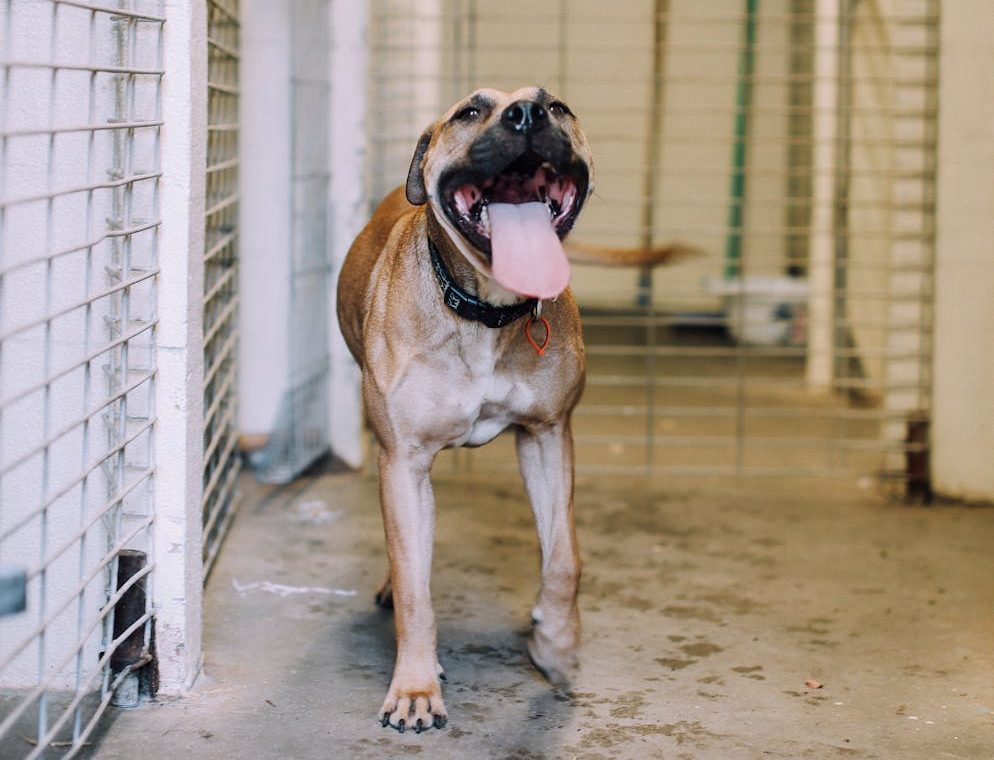 Estados Unidos impone su condena más alta por maltrato animal: 475 años de prisión por organizar peleas de perros