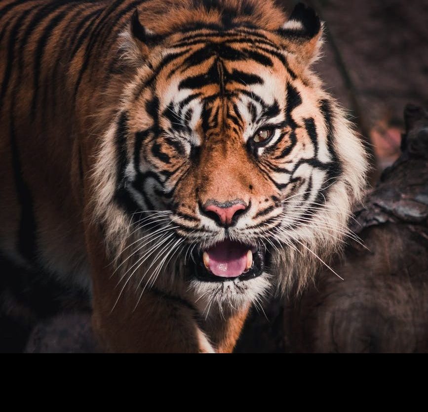 Firmin: el tigre que ha quedado ciego por los flashes de las cámaras