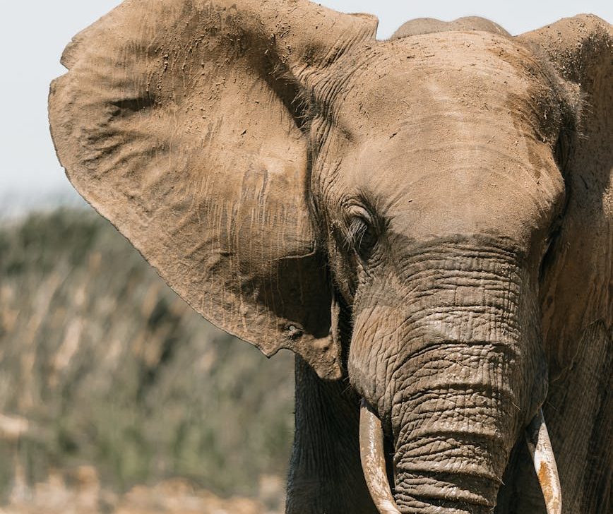 La última elefanta del antiguo Zoo de Buenos Aires se prepara para la libertad en un santuario