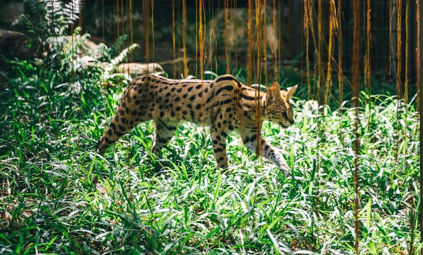 No más selfies con animales salvajes: California podría restringir el contacto público con servales, perezosos o nutrias