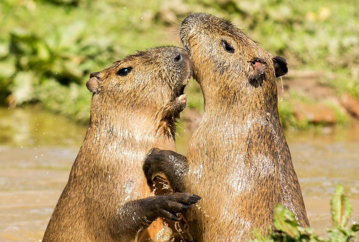 Reino Unido permitirá liberar castores para restaurar la naturaleza