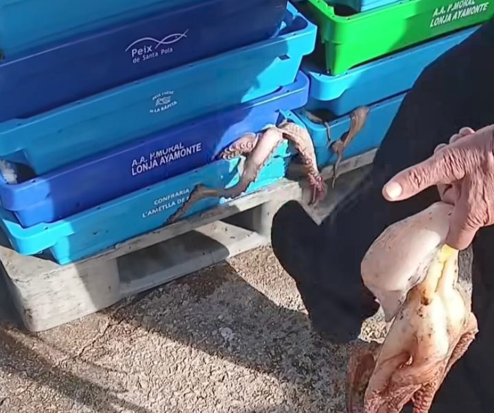 Activistas documentan la crueldad de la pesca de pulpos: capturados, golpeados y subastados aún con vida