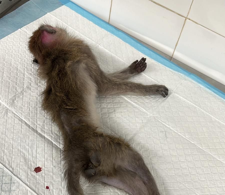 Macaco de cola larga sufre en Camarney