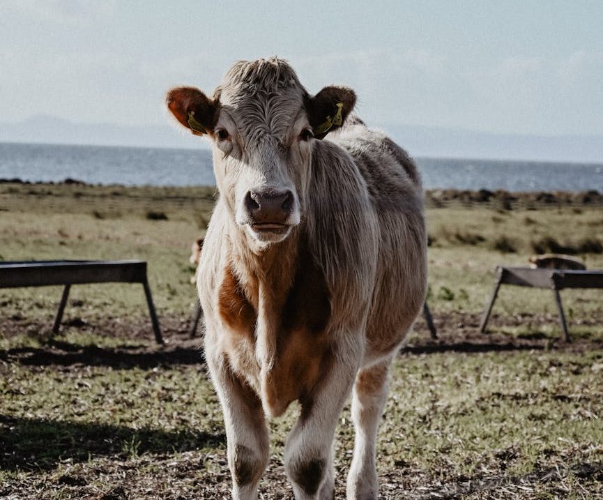 Vaca en explotación ganadera