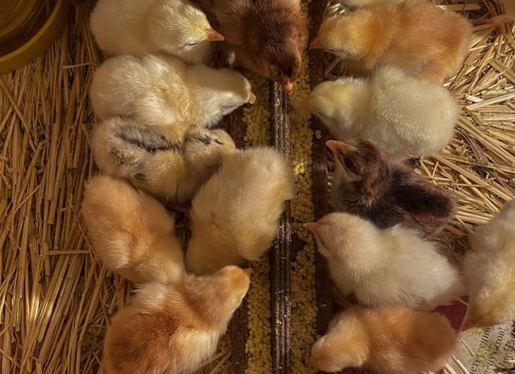 Pollitos comen en una granja