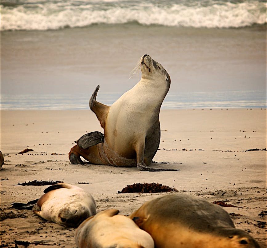 2025: lobos marinos serán capturados para zoos hasta octubre en Uruguay