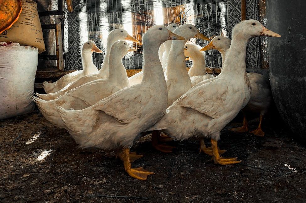 Sumar presenta una propuesta para prohibir la alimentación forzada