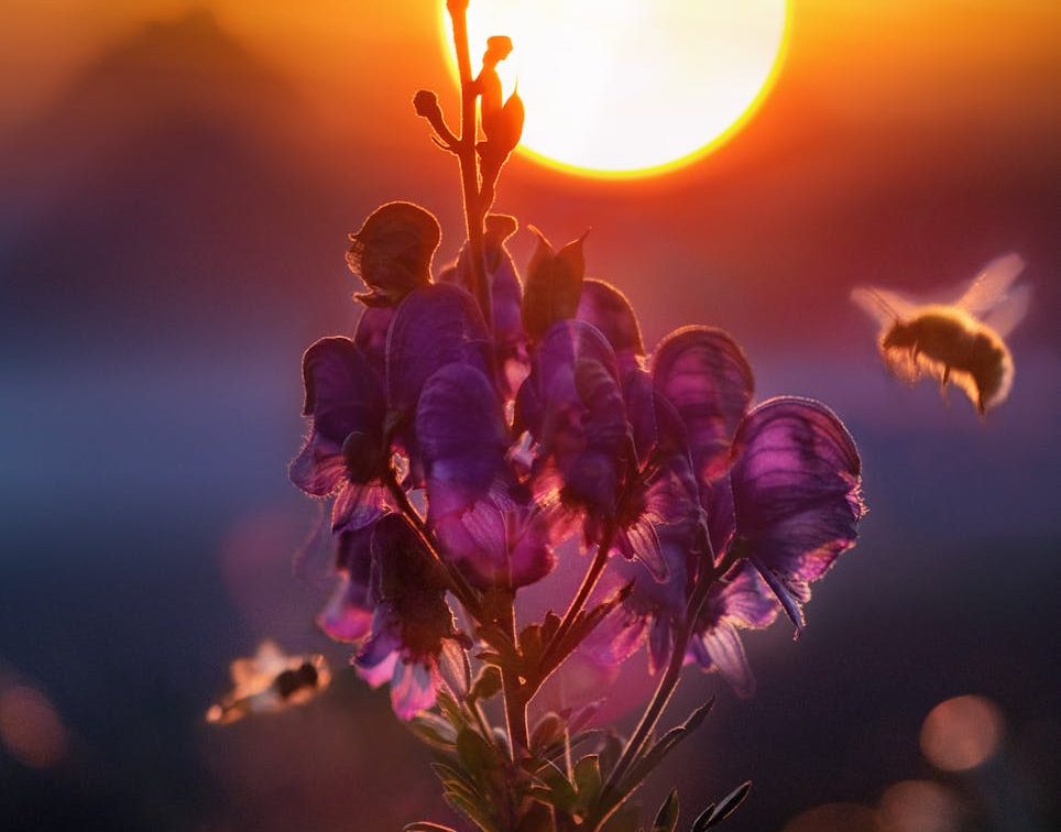 Abejas polinizan una flor