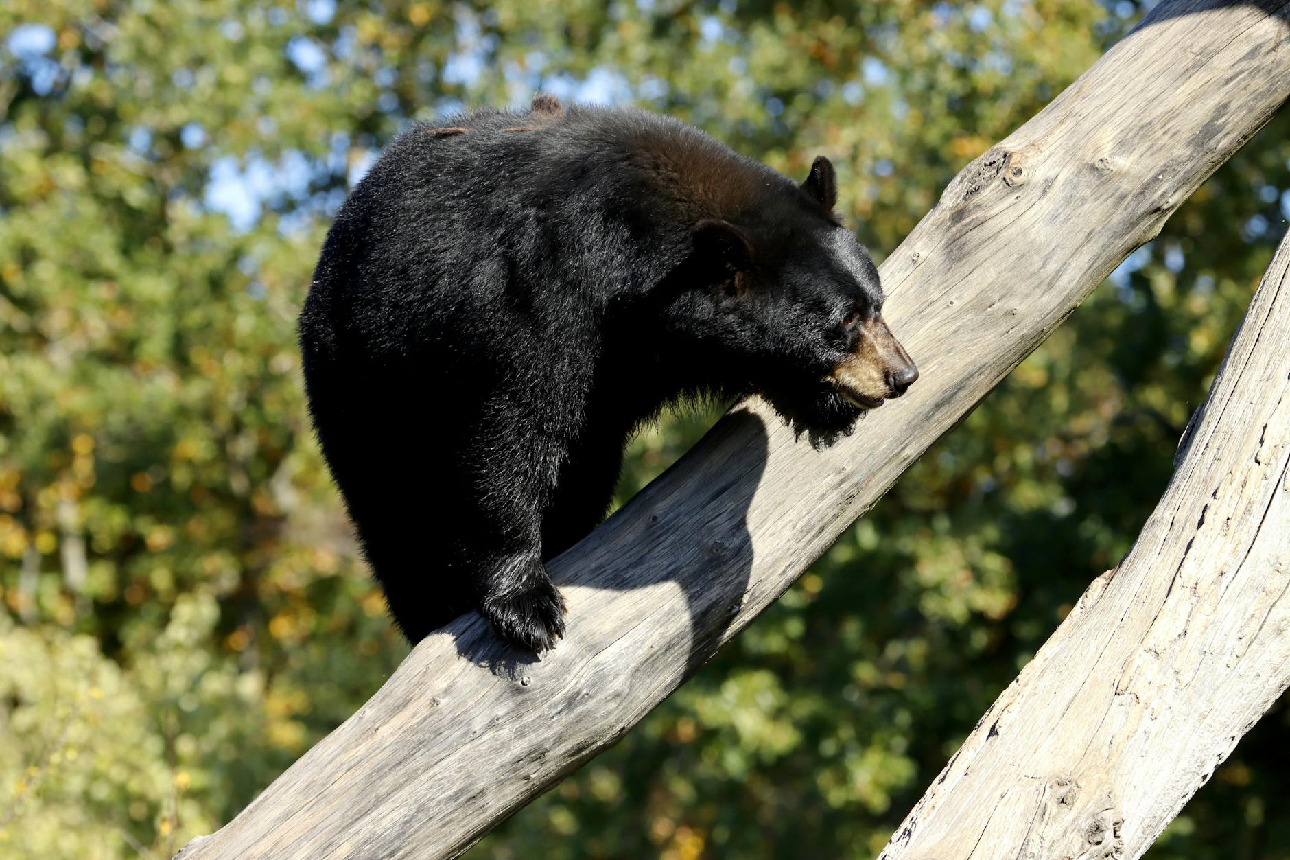 Oso negro en un árbol