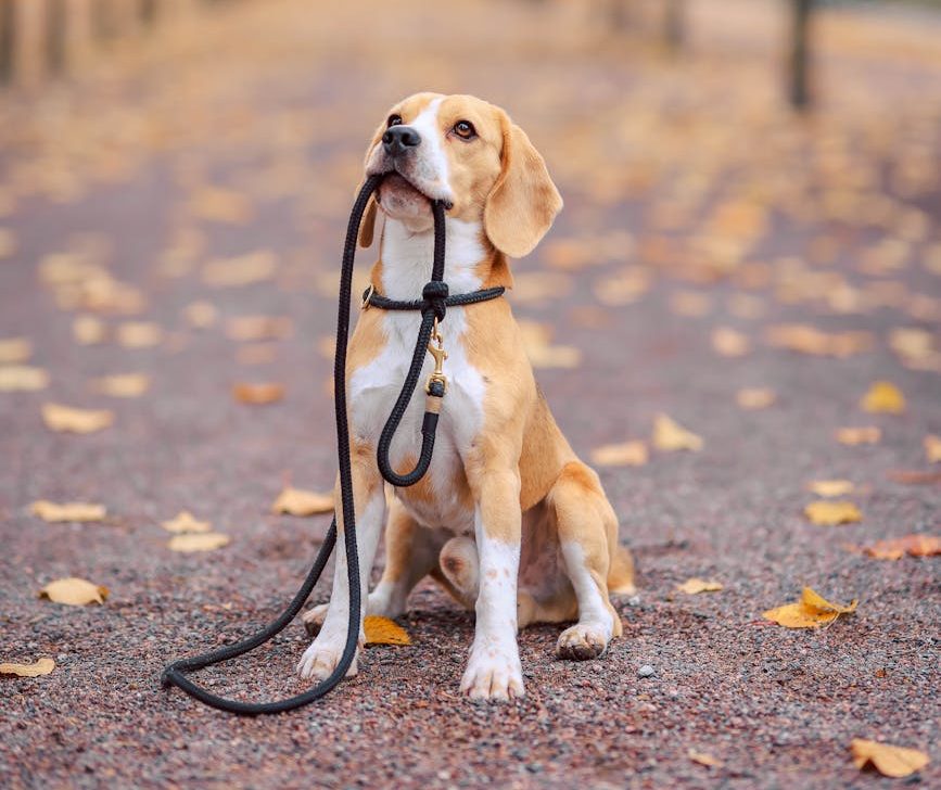 Barcelona acoge una caminata contra el Real Decreto 666/2023 el 10 de mayo