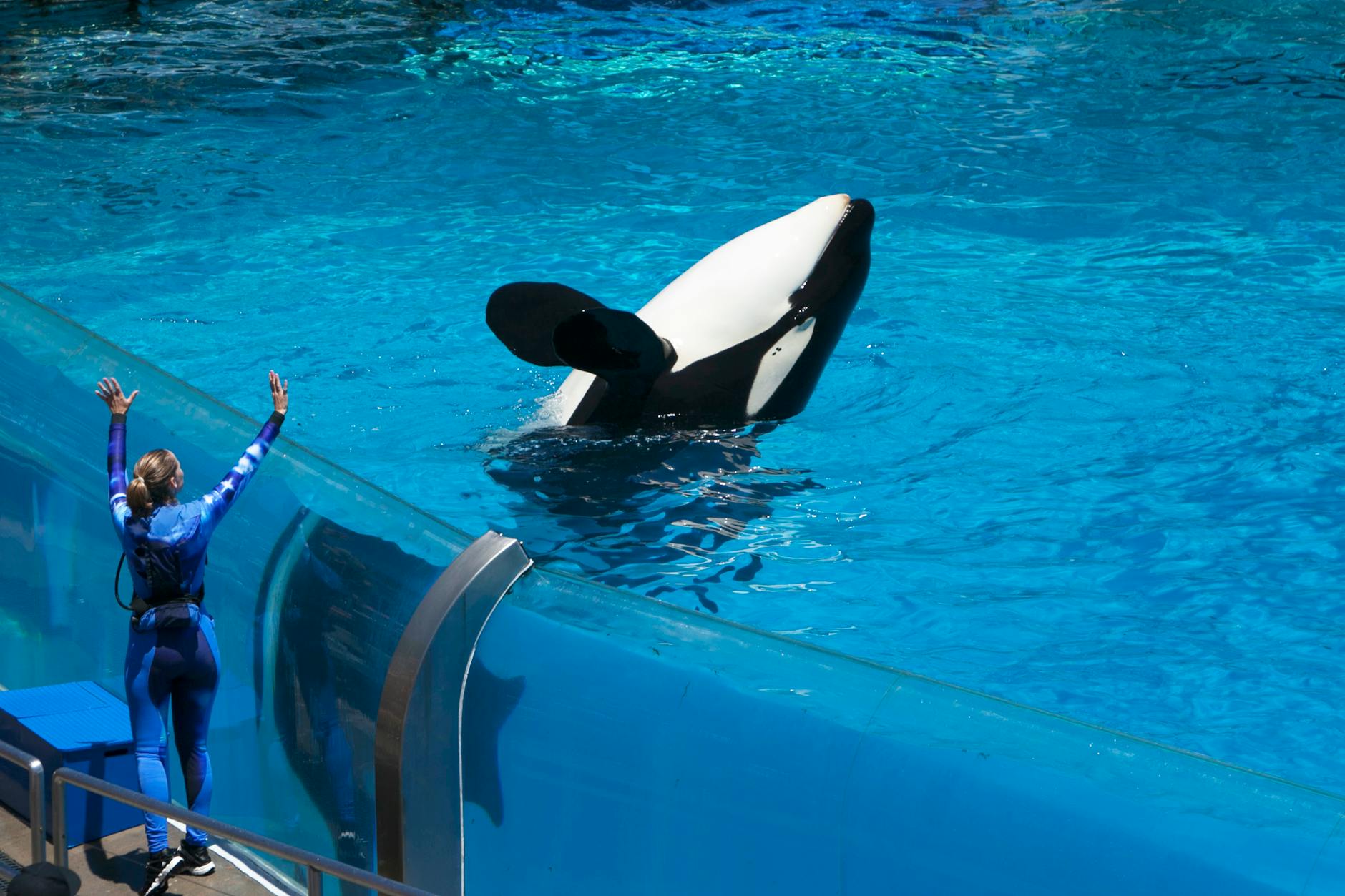 Orca utilizada en espectáculo