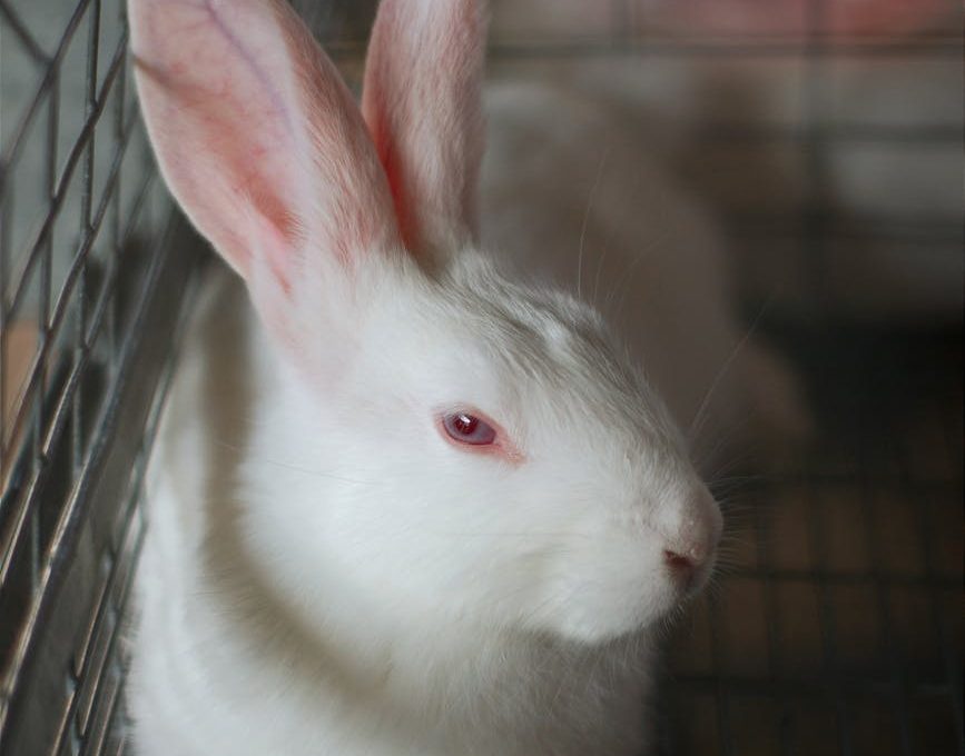 Conejo en una jaula
