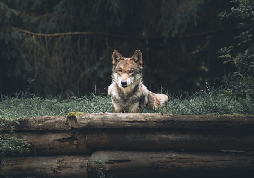 Lobo protegido
