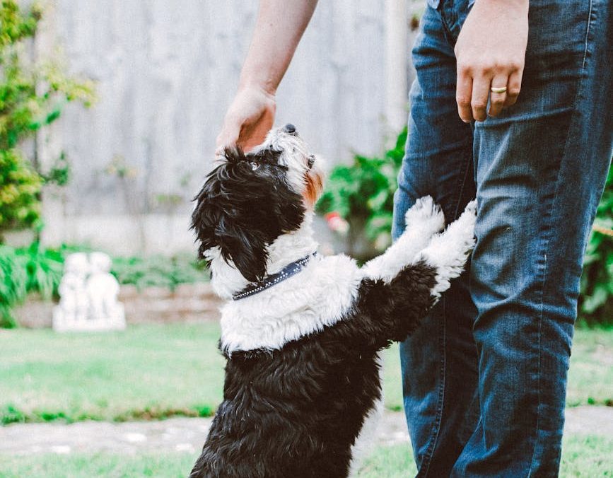 Estudios sobre la comunicación con los perros