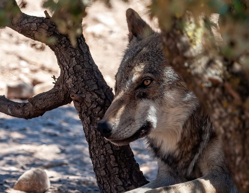 Cantabria autoriza la caza de 41 lobos
