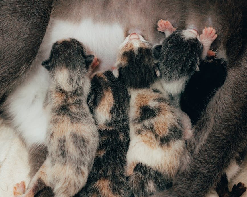 Primavera, camadas de gatos y ayuntamientos que hacen oídos sordos a sus obligaciones