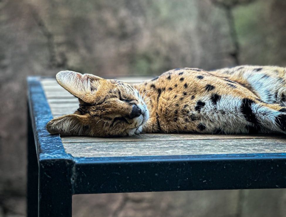 Preocupación ante el aumento de la cría de gatos híbridos