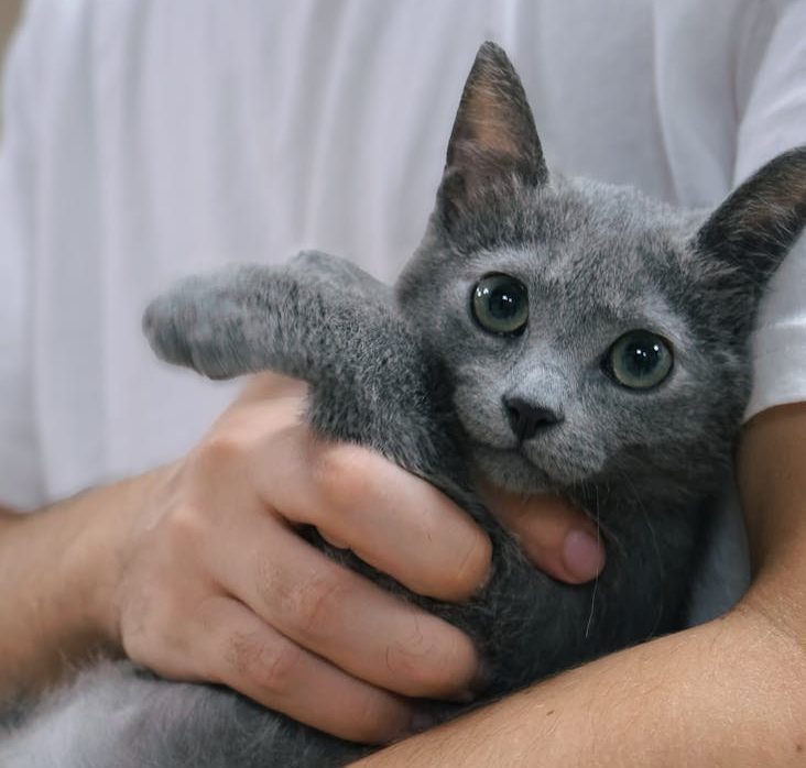 Más de la mitad de los veterinarios receta ansiolíticos para calmar el estrés en los gatos antes de una visita