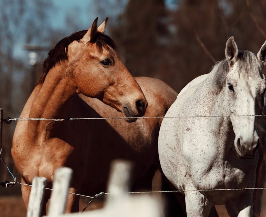 31500 caballos fueron enviados a mataderos españoles en 2023