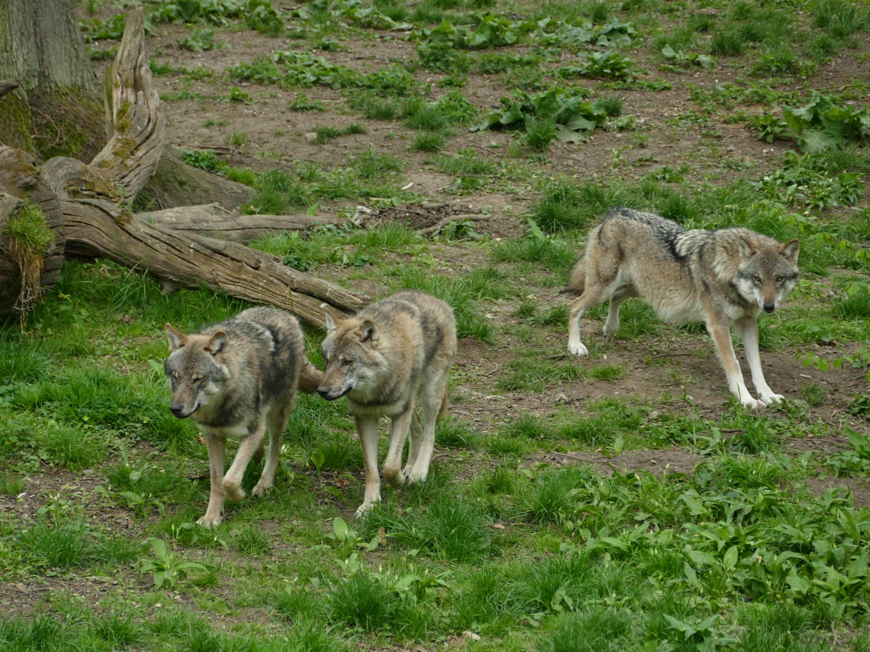 Cantabria ya ha comenzado a matar lobos, en plena temporada reproductora