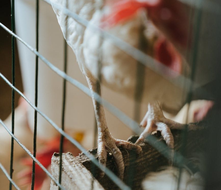 Europa registra más de 700 brotes de gripe aviar en tres meses