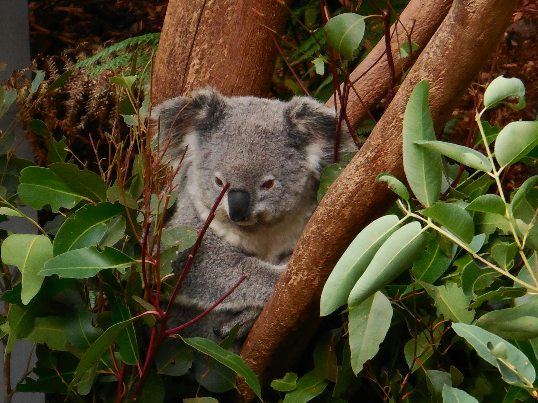 Australia ha disparado a 750 koalas con francotiradores
