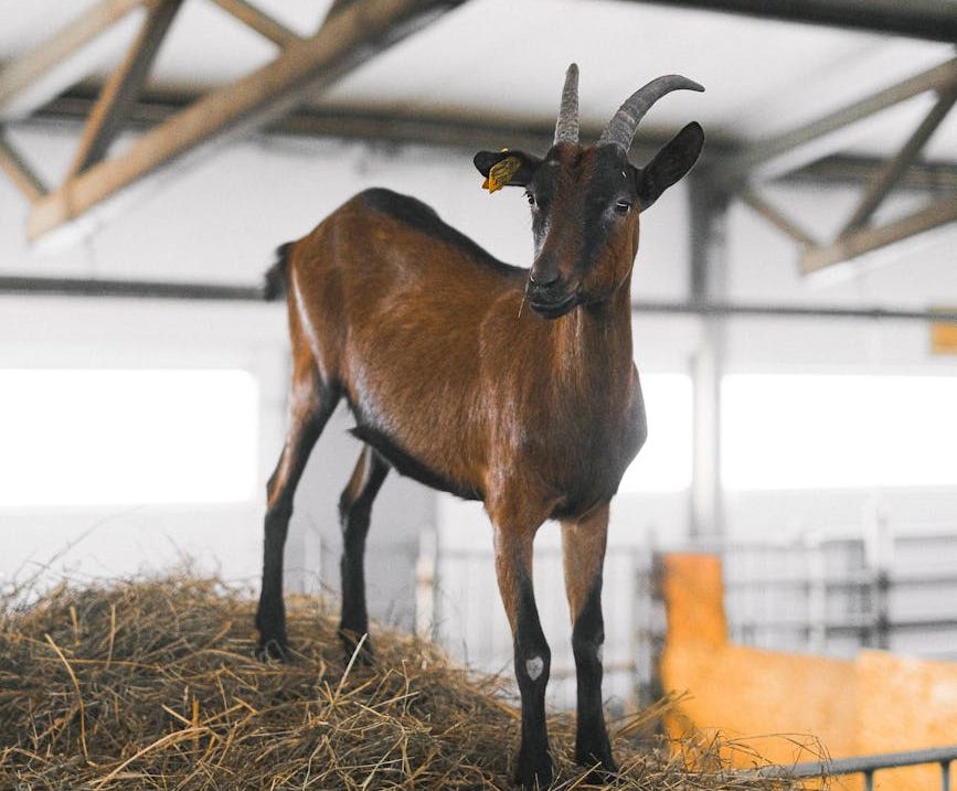 Igualdad Animal documenta matanzas ilegales de cabras en mercados indios y otras prácticas crueles