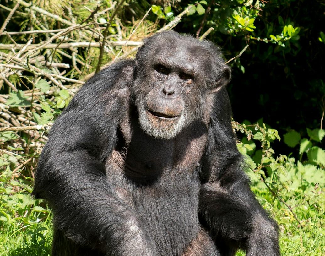 Yoko, el último chimpancé de Colombia, ya es libre en un santuario