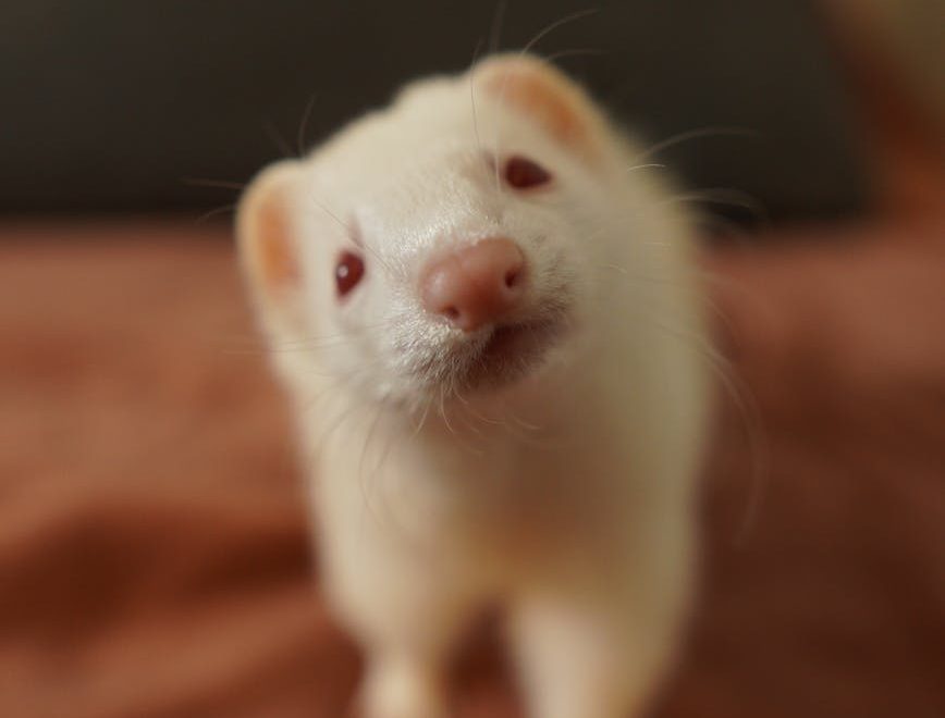 Suecia podría ser el próximo país en prohibir la granjas peleteras