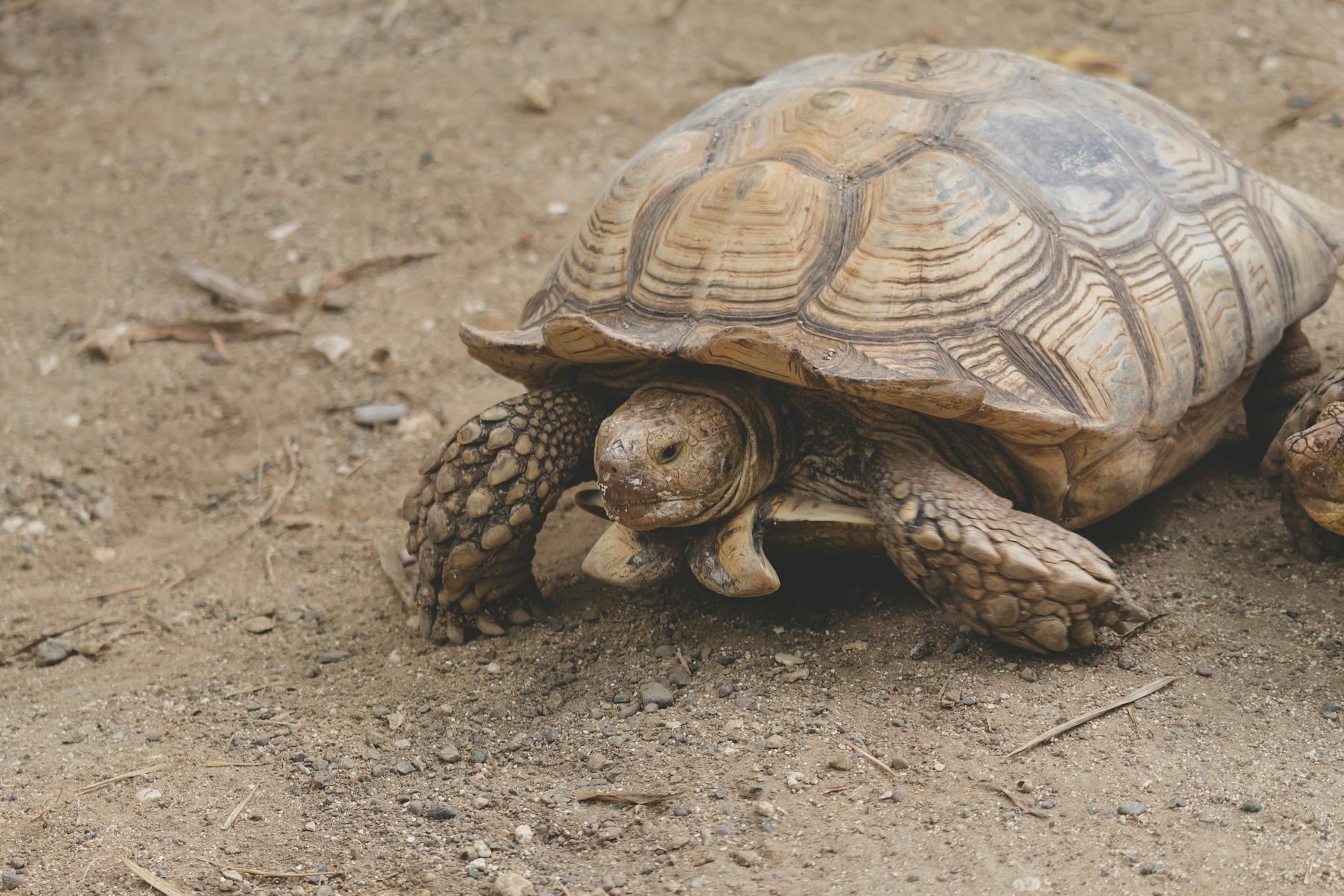 Tres tortugas rescatadas tras casi seis años en cautividad en un zoo